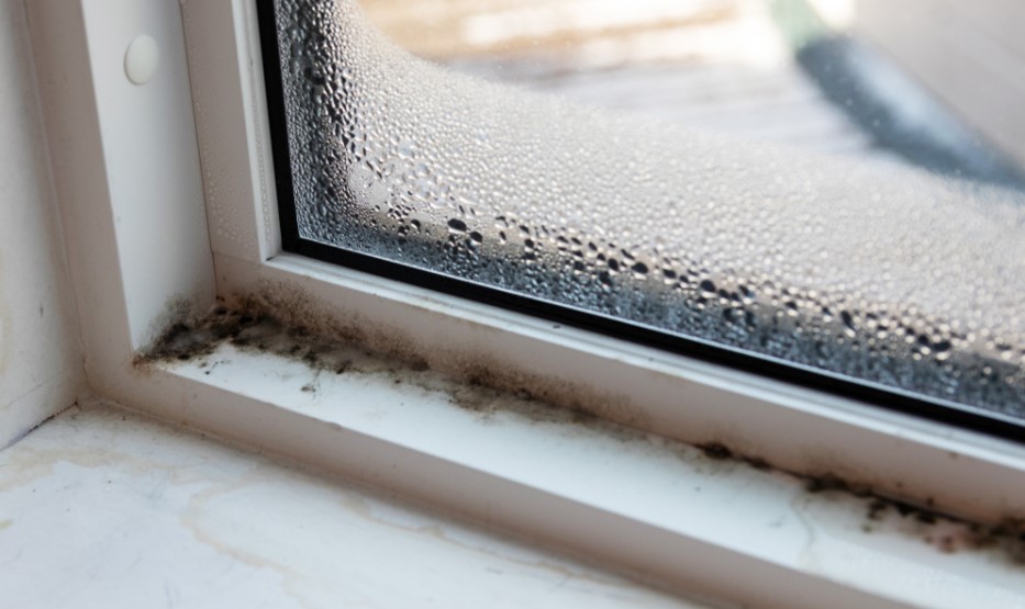 Windows Can Also Develop Problems With Mold