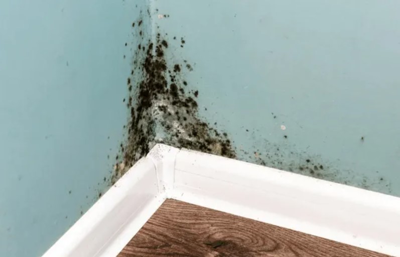 How Mold Remediation in San Antonio North Works